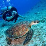 person takes photo of tortoise