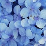 close up photo of blue petaled flowers