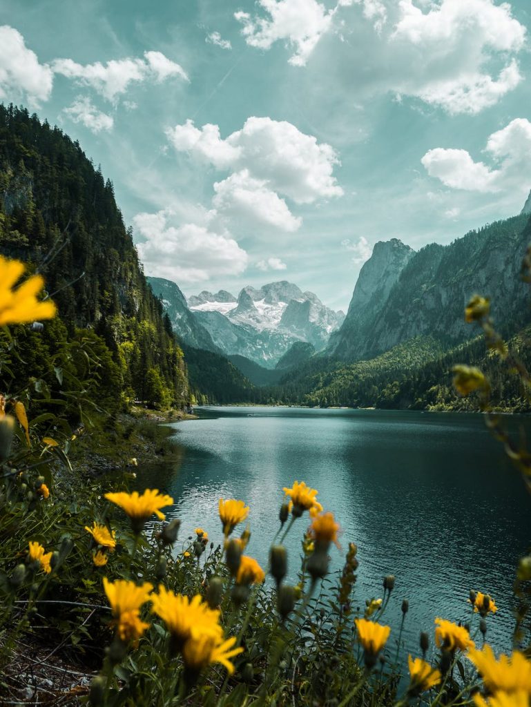 yellow flowers near lake and mountains