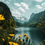 yellow flowers near lake and mountains